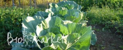 biomarket alimentos que curam 510x208 - Alimentos que curam