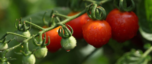 biomarket alimentos vivos 510x217 - Alimentos vivos ou alimentação viva