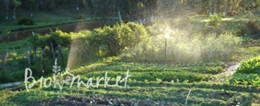 biomarket artigos beneficios da linhaca 510x208 - Benefícios da Linhaça