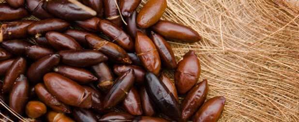 biomarket baru castanha cerrado brasileiro - Baru: Uma castanha do cerrado brasileiro