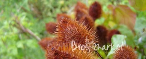 biomarket castanhas de portugal 510x208 - Castanhas de Portugal