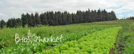 biomarket decreto cria pnapo 510x208 - Decreto cria a Política Nacional de Agroecologia e Produção - PNAPO