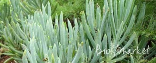 biomarket descubra crudivorismo 510x208 - Descubra o que é Crudivorismo