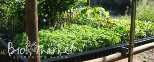 biomarket hortas comunitarias 510x208 - Hortas comunitárias: cultive essa semente!