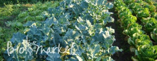 biomarket noticias comer para viver emagrecimento saudavel 510x199 - Comer para viver - emagrecimento saudável