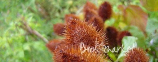 biomarket noticias dieta detox uma semana para limpar o corpo 510x200 - Dieta detox: uma semana para limpar o corpo