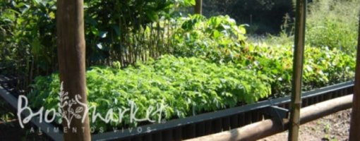 biomarket noticias nutricao vegetariana 510x200 - Nutrição Vegetariana