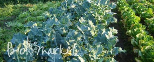O alimento orgânico e a saúde humana biomarket o alimento organico e a saude 510x208 - O alimento orgânico e a saúde humana