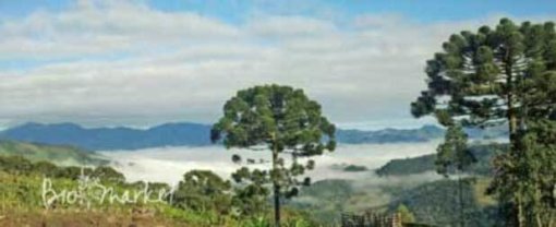 biomarket o pinhao catarinense 510x208 - O Pinhão Catarinense