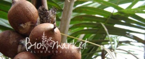 biomarket quatro alimentos auxiliam tireoide 510x208 - Quatro alimentos que auxiliam a tireoide