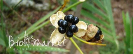 receitas-alimentacaoviva-crua receitas-alimentacaoviva-crua