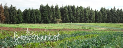 biomarket receitas receita para usufruir da quinua no lugar do arroz 510x199 - Receita para usufruir da Quinua no lugar do arroz