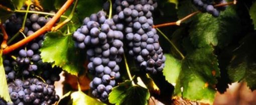 biomarket artigos o roxo para o nosso organismo 510x209 - O Roxo para o Nosso Organismo