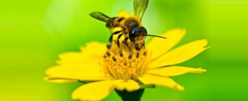 biomarket artigos polen ganhe mais energia com os graos 510x208 - Pólen: ganhe mais energia com os grãos