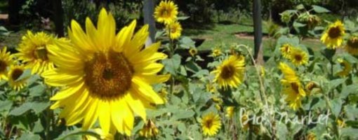 biomarket receitas biscoitos de gengibre e polen 510x200 - Biscoitos de Gengibre e Pólen