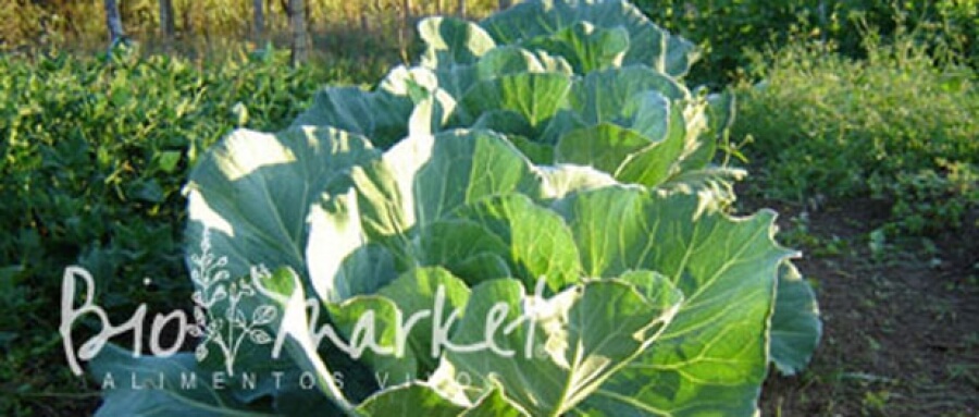 biomarket noticias organicos apresentam expansao na producao e interesse de consumo - Orgânicos apresentam expansão na produção e interesse de consumo