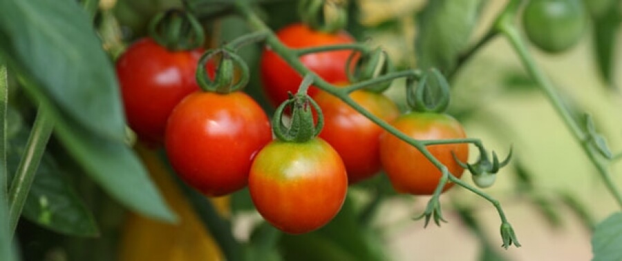 biomarket artigos alimento cultivado com agrotoxico requer mais lavagem - Alimento cultivado com agrotóxico requer mais lavagem