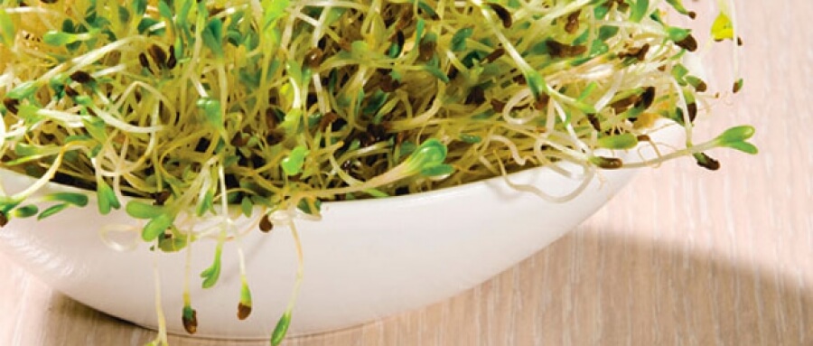 biomarket artigos nutricao para combater a osteoporose - Nutrição para combater a osteoporose