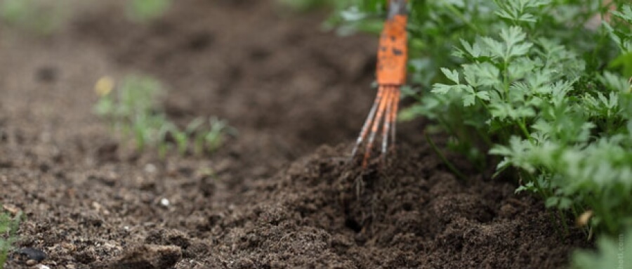 biomarket artigos aprenda como cultivar alimentos organicos espacos reduzidos - Aprenda como cultivar alimentos orgânicos em espaços reduzidos