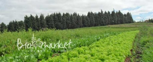 biomarket artigos globo reporter abordara alimentacao funcional 510x208 - Globo Reporter abordará alimentação funcional