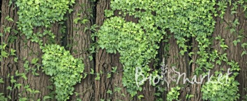 biomarket noticias anvisa registra 91 alimentos funcionais em 2013 510x208 - Anvisa registra 91 alimentos funcionais em 2013