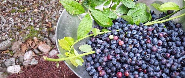 biomarket razoes para consumir blue berry - 8 ótimas razões para consumir Blue Berry