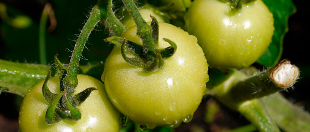 alimentação viva, biomarket
