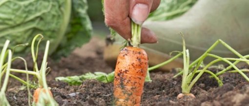 biomarket 0015 510x217 - Guia traz 10 novas regras para uma alimentação saudável