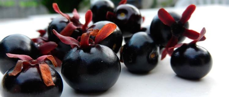 biomarket 11frutas brasileiras - 11 frutas da mata atlântica que todo Brasileiro deveria conhecer