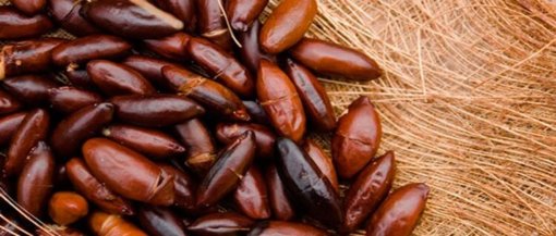 biomarket castanha baru e seus beneficios 510x217 - Castanha de baru: saiba por que ela é sua aliada na redução do colesterol