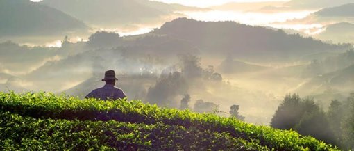 biomarket rudolf steiner agricultura biodinamica 510x217 - Rudolf Steiner, agricultura biodinâmica e economia associativa