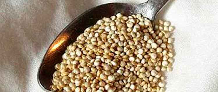 biomarket quinoa uma semente cheia de beneficios para nossa saude - Quinoa, uma semente cheia de benefícios para nossa saúde