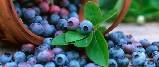 biomarket 5 plantas antioxidantes para cultivar em casa 510x217 - 5 plantas antioxidantes para cultivar em casa