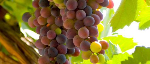 bioamrket beneficios da farinha de uva