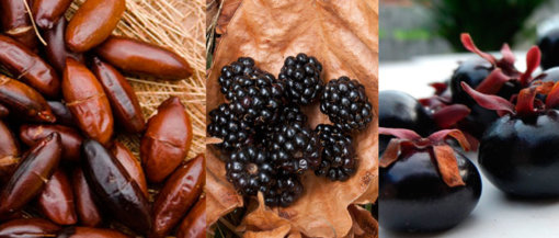 biomarket frutos nativos do cerrado 510x217 - Conheça os Frutos do Cerrado e suas Sazonalidades