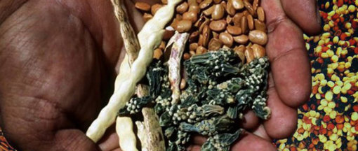 biomarket noticia 510x216 - 1ª Feira de troca de Sementes, mudas e saberes de Marília