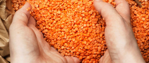 biomarket veganismo canada  510x216 - Veganismo está a um passo de se tornar um direito humano em Ontário, no Canadá