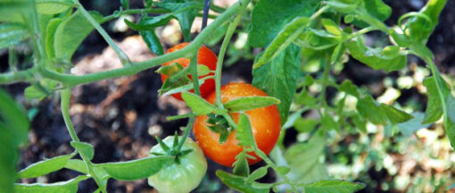 biomarket curso1 510x216 - Aulas gratuitas em vídeo ensinam como fazer horta orgânica