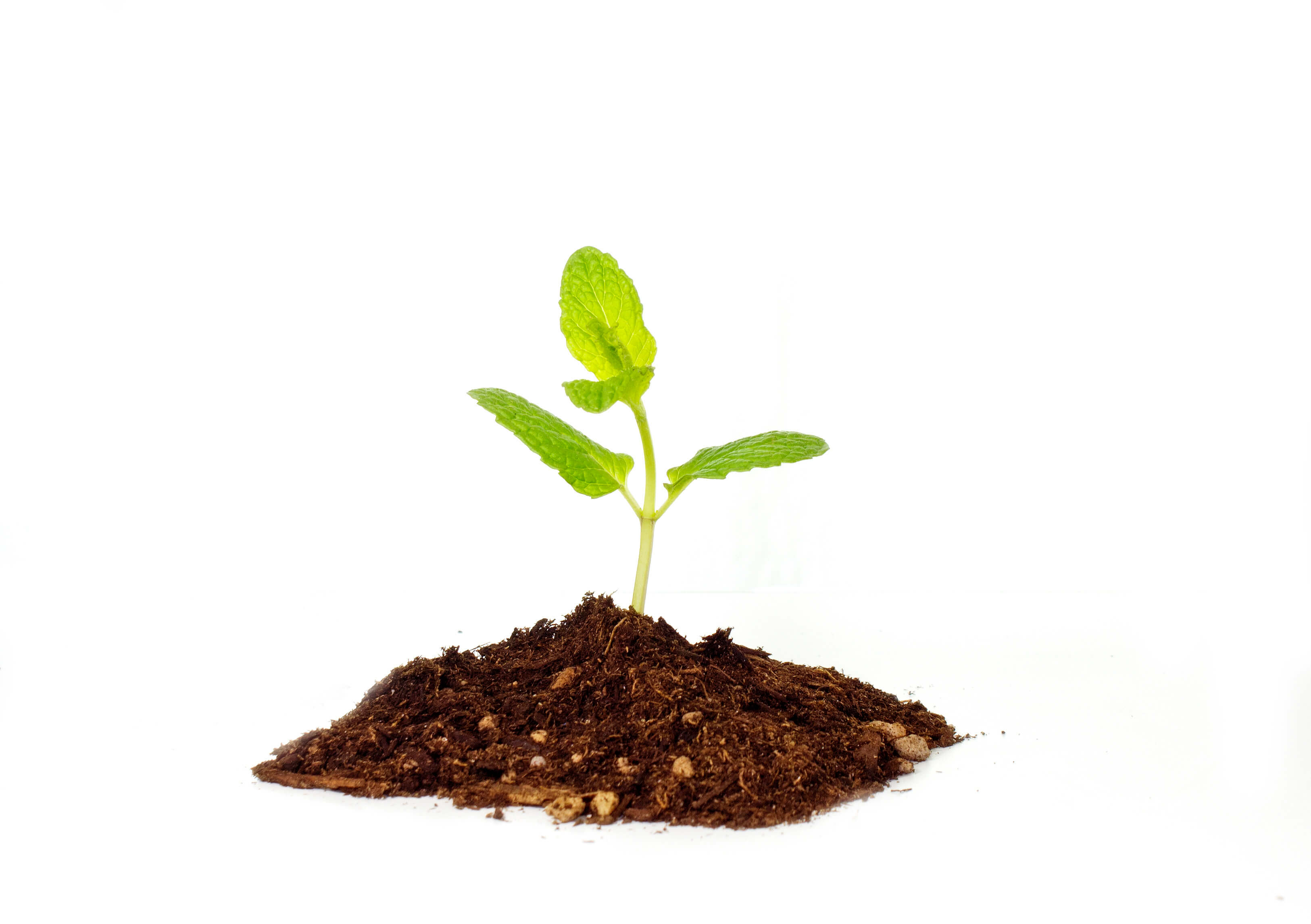 10 recomendações para alimentação saudável e saborosa growing plant 173 G1E35LYu - 10 recomendações para alimentação saudável e saborosa