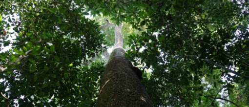 biomarket castanha do para organica econut 510x219 - Econut recebe delegação da Alemanha em Aruanã