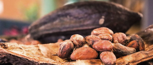 Conheça os Benefícios do Cacau